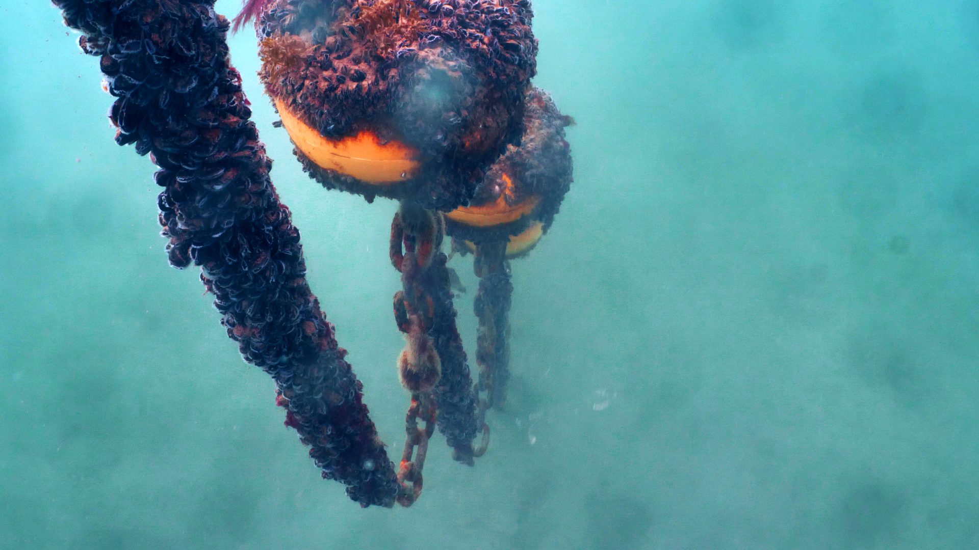 eco moorings from under the water